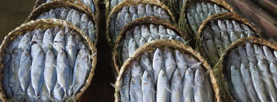 New project in support of Cambodia’s marine fishery exports