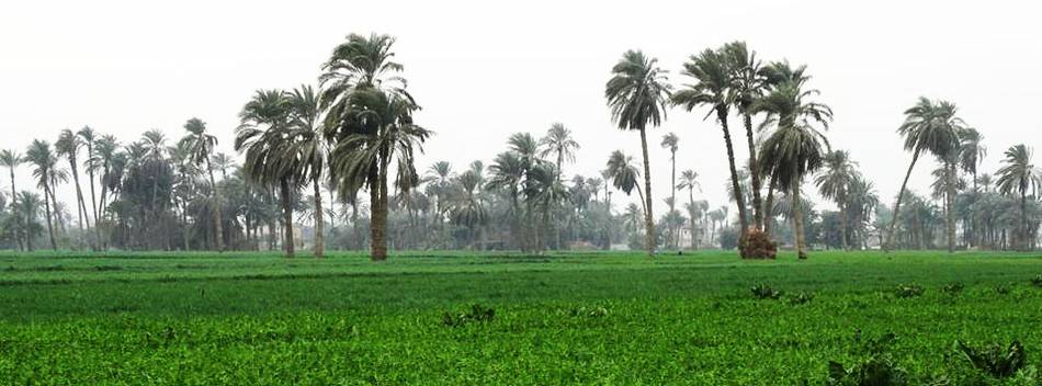 First palm date cluster boosts value chain in Egypt